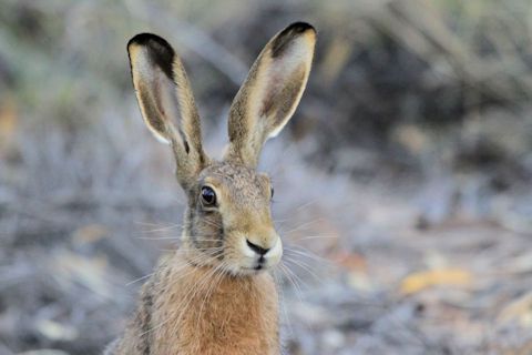 Brown Hare (Lepus capensis)